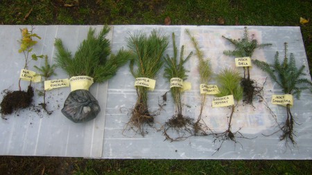 mix stromčekov s označením